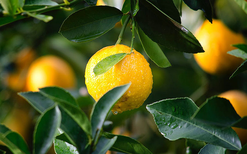Profundidad de campo en la fotografía de producto limones