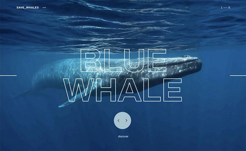 Las 10 mejores webs del verano y tiendas online save whales